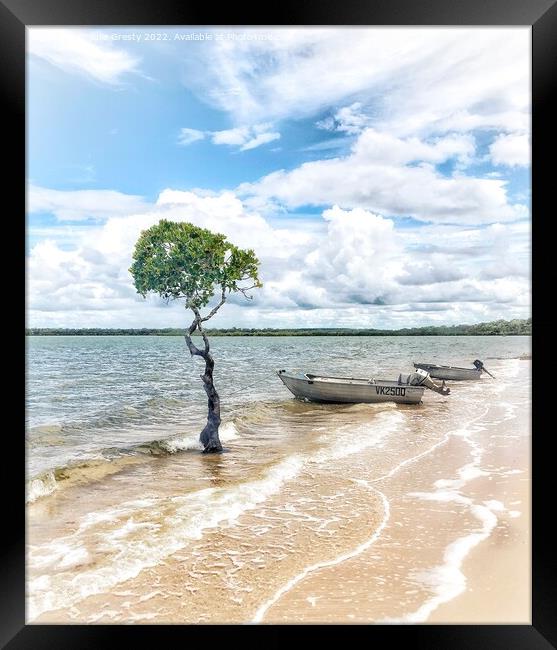 Lone Mangrove Tree and Boats on Beach Qld Framed Print by Julie Gresty