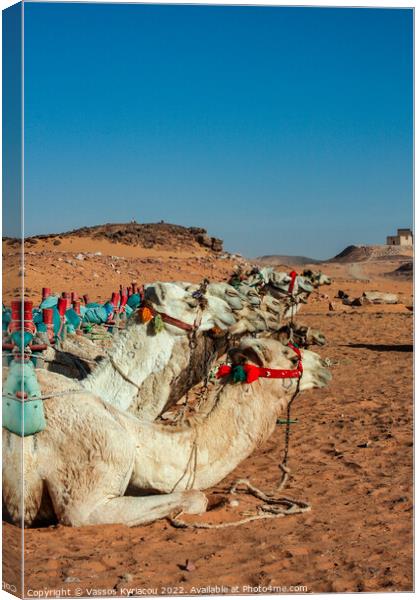 Camels in Egypt Canvas Print by Vassos Kyriacou