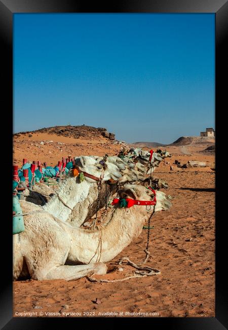 Camels in Egypt Framed Print by Vassos Kyriacou
