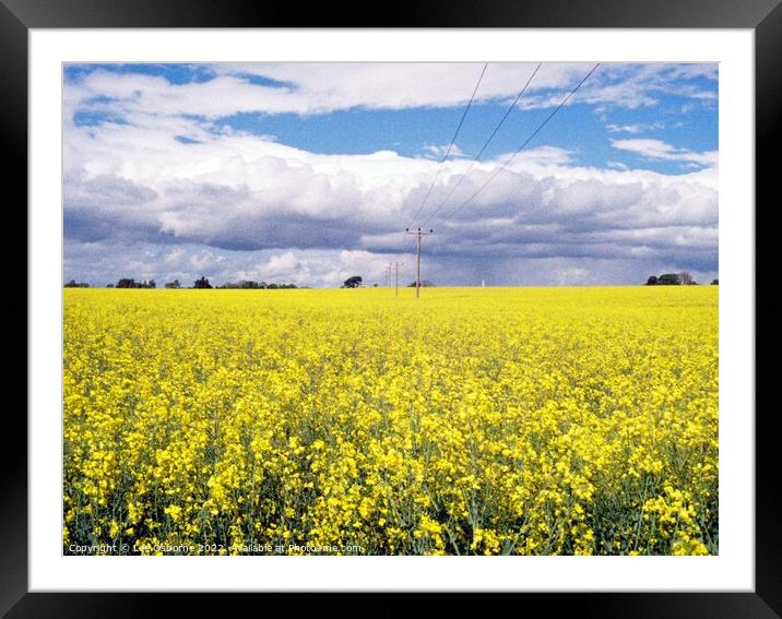 Yellow Field Framed Mounted Print by Lee Osborne