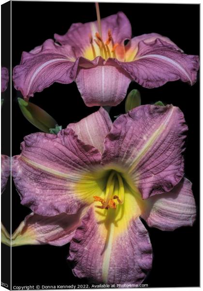 Purple de Oro Lily Canvas Print by Donna Kennedy