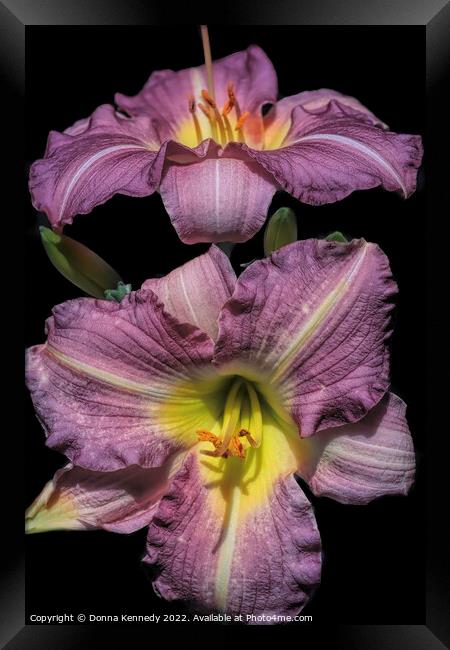 Purple de Oro Lily Framed Print by Donna Kennedy