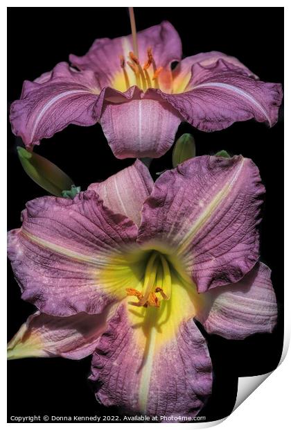 Purple de Oro Lily Print by Donna Kennedy