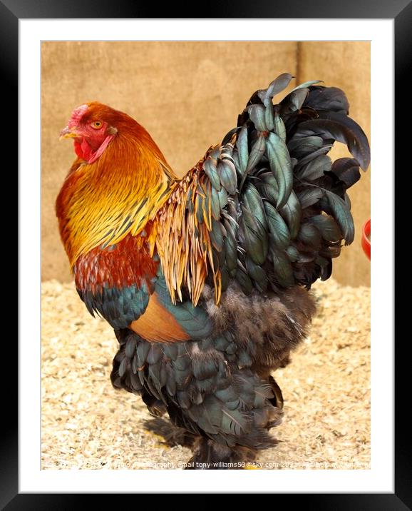 Mr Rooster Framed Mounted Print by Tony Williams. Photography email tony-williams53@sky.com