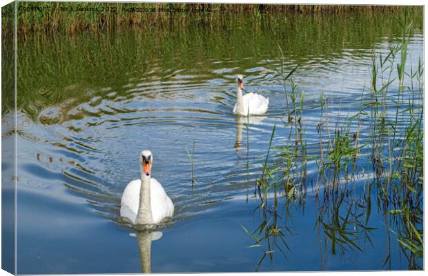 Male and Female Swan Visiting Aberthaw Lake  Canvas Print by Nick Jenkins