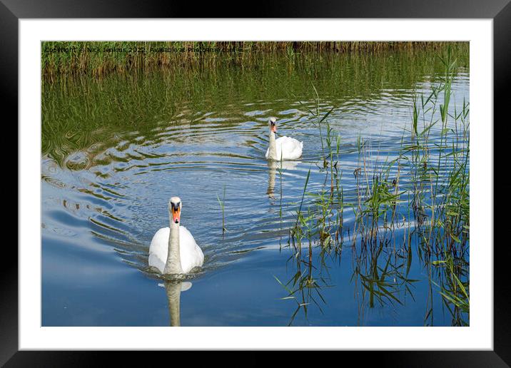 Male and Female Swan Visiting Aberthaw Lake  Framed Mounted Print by Nick Jenkins
