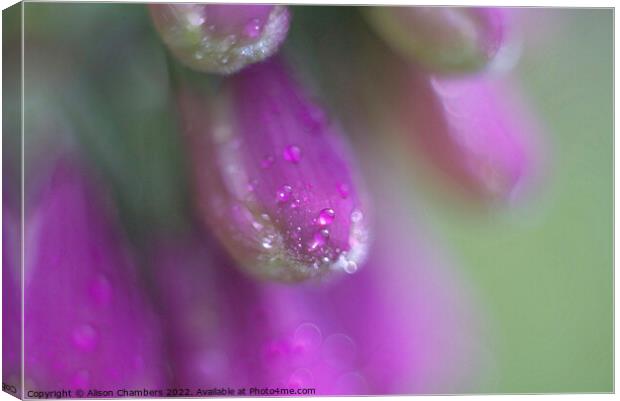 Foxglove Dewdrops Canvas Print by Alison Chambers