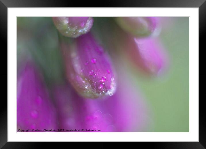 Foxglove Dewdrops Framed Mounted Print by Alison Chambers