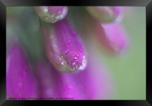 Foxglove Dewdrops Framed Print by Alison Chambers
