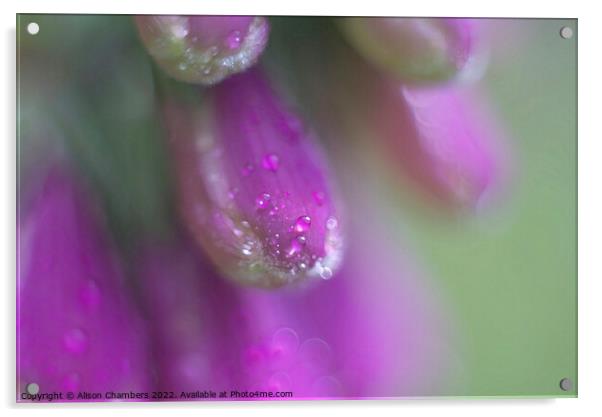 Foxglove Dewdrops Acrylic by Alison Chambers