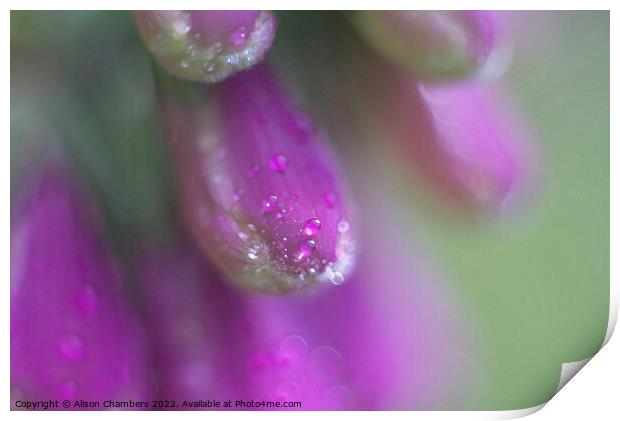 Foxglove Dewdrops Print by Alison Chambers