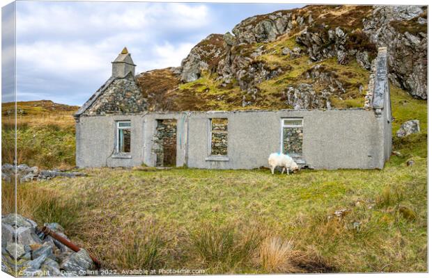 Derelict Cottage with a grazing sheep on the Isle of Harris, Scotland Canvas Print by Dave Collins