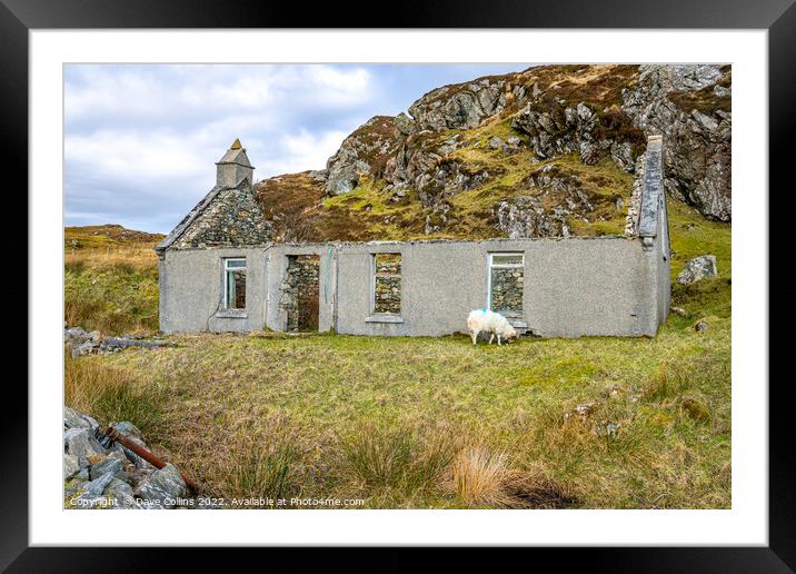 Derelict Cottage with a grazing sheep on the Isle of Harris, Scotland Framed Mounted Print by Dave Collins