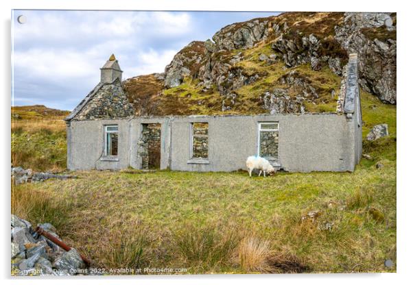Derelict Cottage with a grazing sheep on the Isle of Harris, Scotland Acrylic by Dave Collins