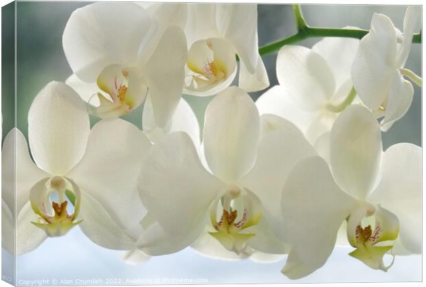 White Orchid Canvas Print by Alan Crumlish