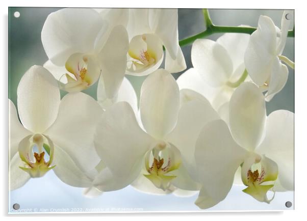 White Orchid Acrylic by Alan Crumlish