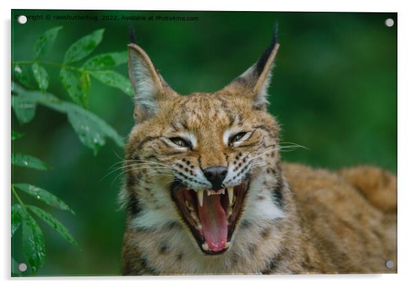 Lynx Showing His Teeth Acrylic by rawshutterbug 