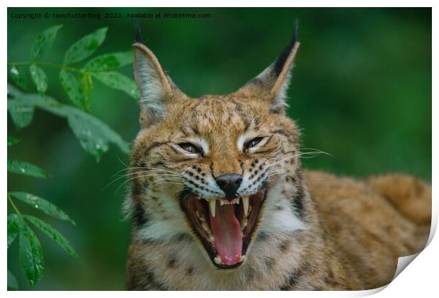 Lynx Showing His Teeth Print by rawshutterbug 