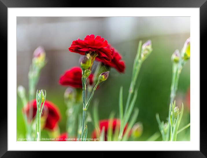 The red flower  Framed Mounted Print by Alan Glicksman