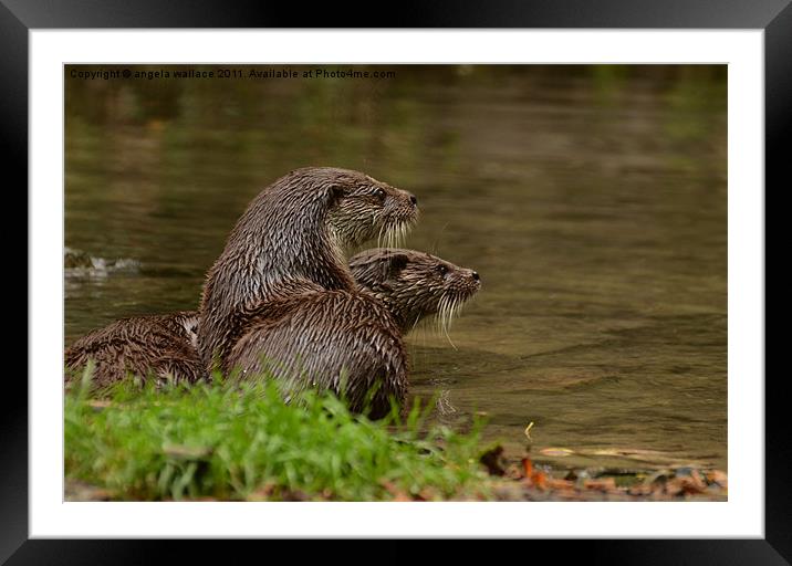 Otters At Play Framed Mounted Print by Angela Wallace