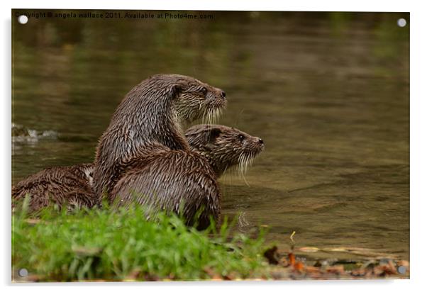 Otters At Play Acrylic by Angela Wallace