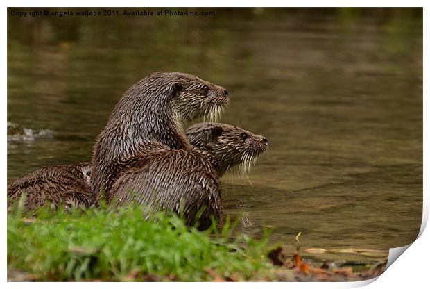Otters At Play Print by Angela Wallace