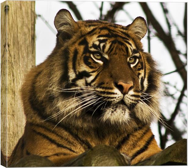 Tiger in his den Canvas Print by Roger Green
