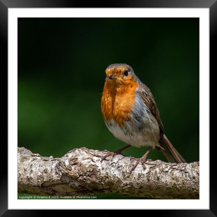 Robin Perched Framed Mounted Print by Graeme B