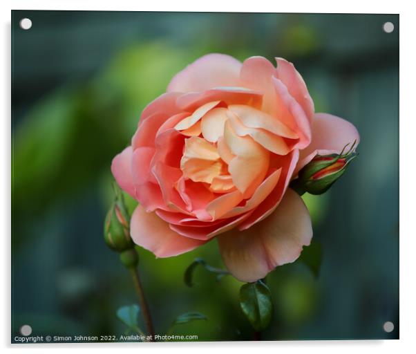 Rosw Flower Acrylic by Simon Johnson