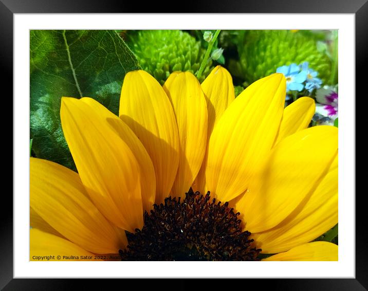 Sunflower beauty Framed Mounted Print by Paulina Sator