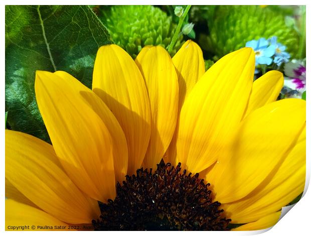 Sunflower beauty Print by Paulina Sator