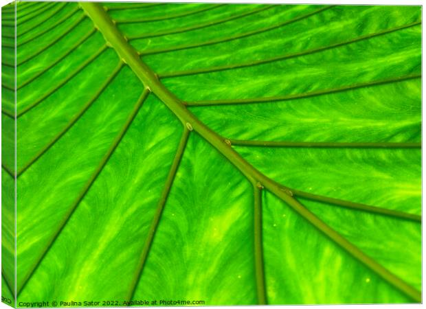 Bright green leaf  Canvas Print by Paulina Sator