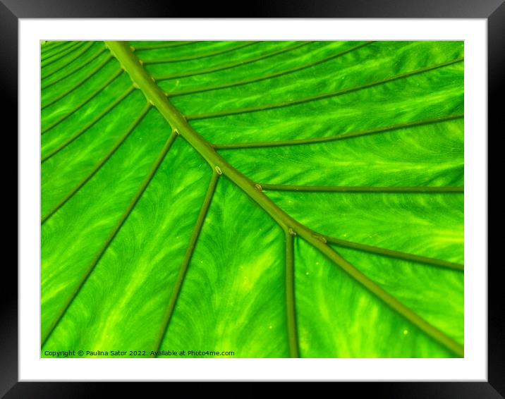 Bright green leaf  Framed Mounted Print by Paulina Sator