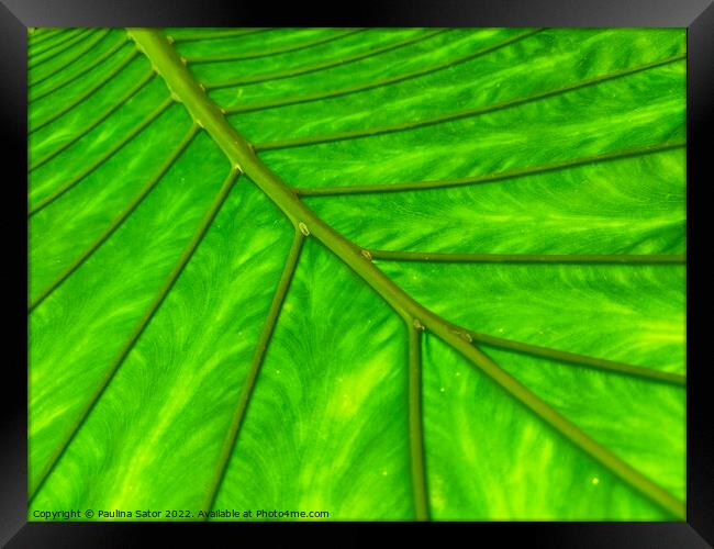 Bright green leaf  Framed Print by Paulina Sator