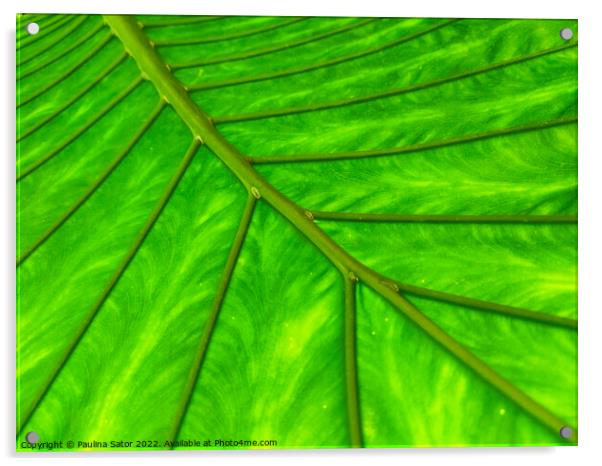 Bright green leaf  Acrylic by Paulina Sator