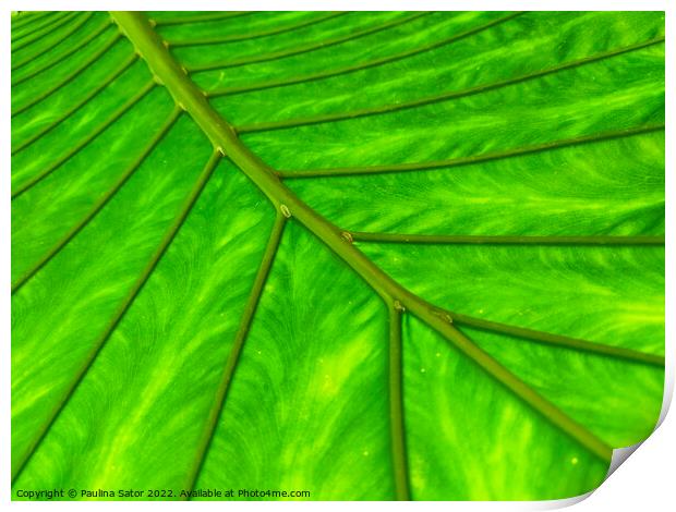 Bright green leaf  Print by Paulina Sator