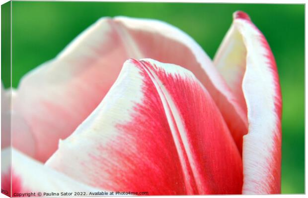 Tulip red-white petals Canvas Print by Paulina Sator