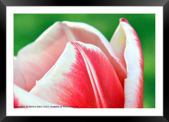 Tulip red-white petals Framed Mounted Print by Paulina Sator