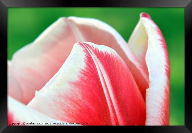 Tulip red-white petals Framed Print by Paulina Sator