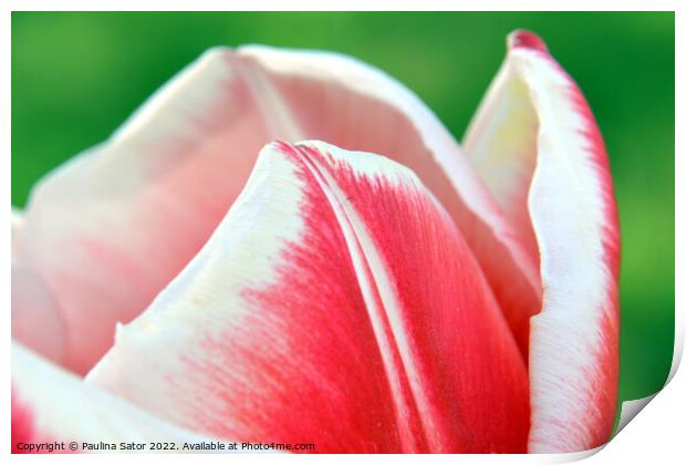 Tulip red-white petals Print by Paulina Sator