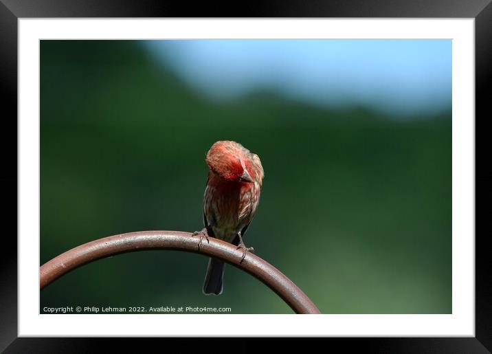 Common Finch (5A) Framed Mounted Print by Philip Lehman