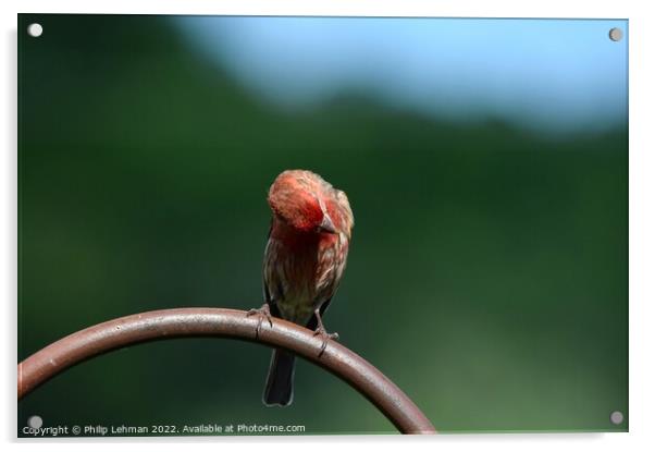 Common Finch (5A) Acrylic by Philip Lehman