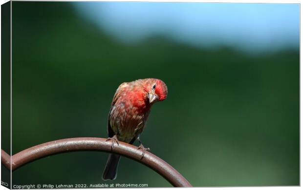Common Finch (4A) Canvas Print by Philip Lehman