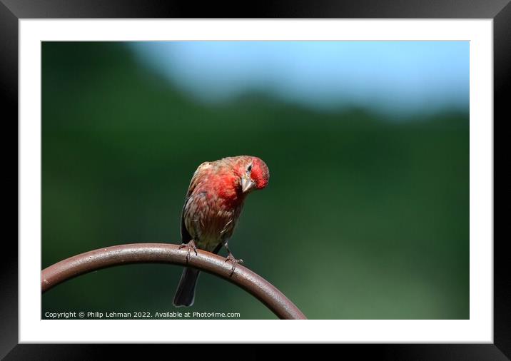 Common Finch (4A) Framed Mounted Print by Philip Lehman