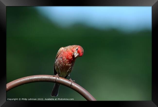 Common Finch (4A) Framed Print by Philip Lehman