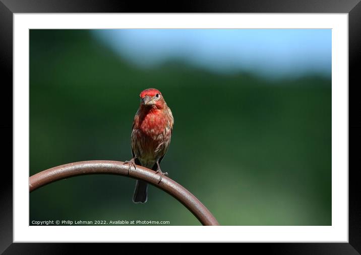 Common Finch (7A) Framed Mounted Print by Philip Lehman