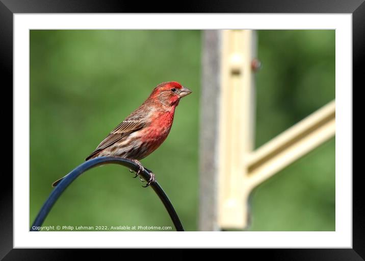 Common Finch (3A) Framed Mounted Print by Philip Lehman