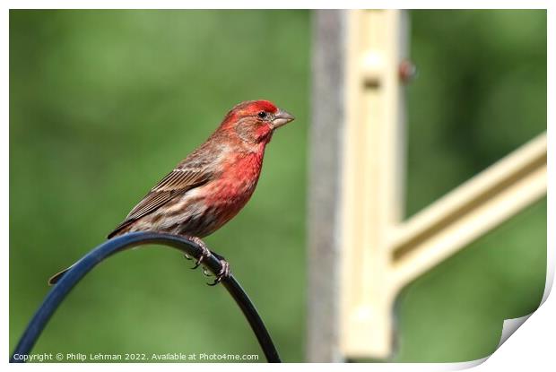Common Finch (3A) Print by Philip Lehman