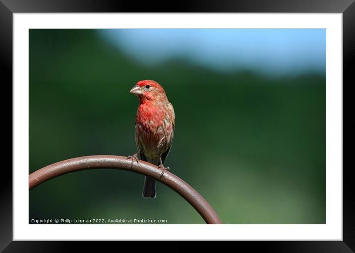 Common Finch (8A) Framed Mounted Print by Philip Lehman