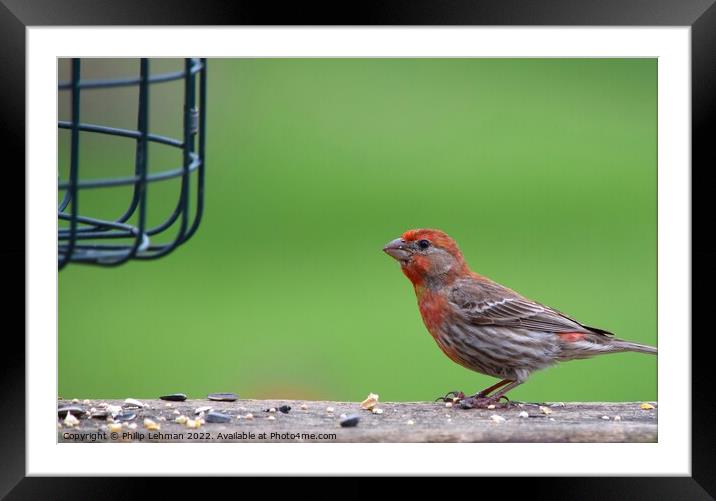 Common Finch (10A) Framed Mounted Print by Philip Lehman
